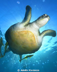 Green turtle @ naama bay by Adolfo Maciocco 